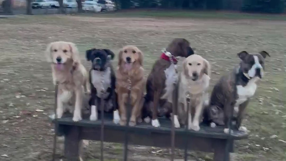 Park Time